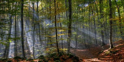 perrospeques.com | La Fageda d'en Jordà, Santa Pau